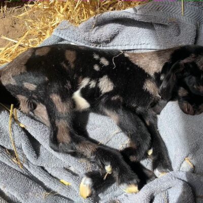 Saving a Weak Baby Goat